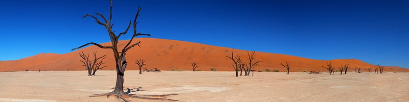 Dead trees in desert landscape