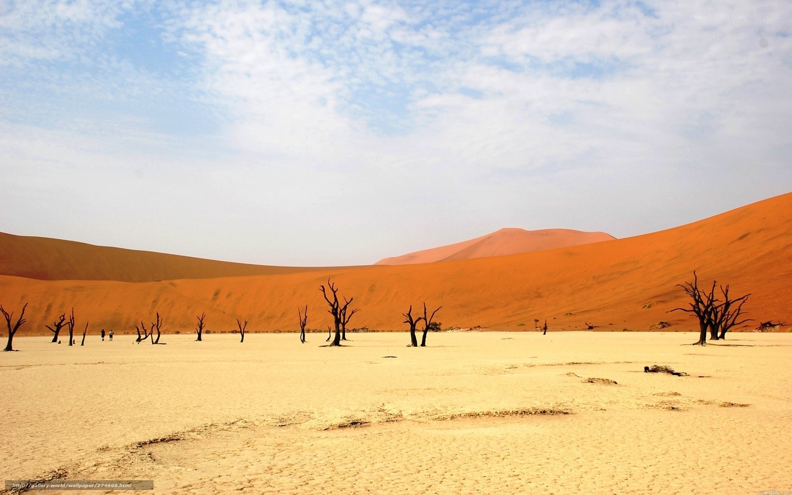 Dead trees in desert landscape