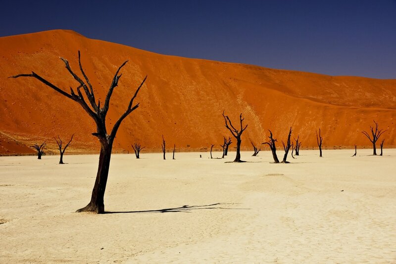 Dead Trees in Desert — Orange, Desolate