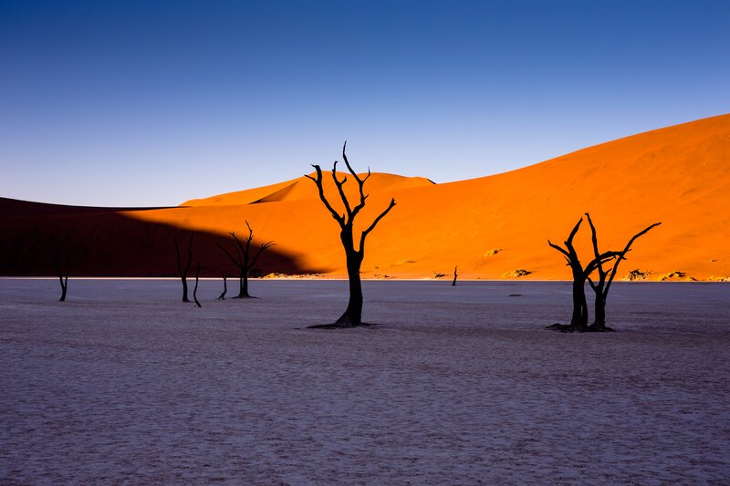 Dead Trees in Desert — Orange, Dramatic, Sunrise