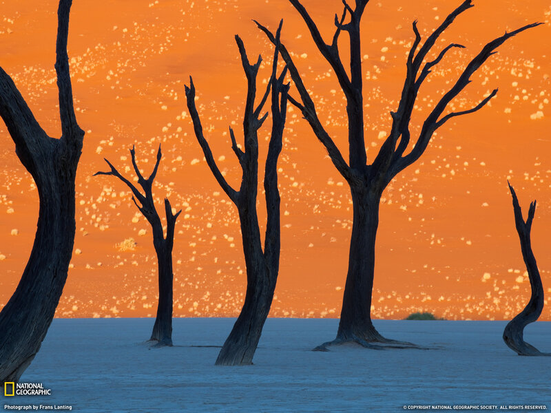 Dead Trees in Desert — Orange, Dramatic