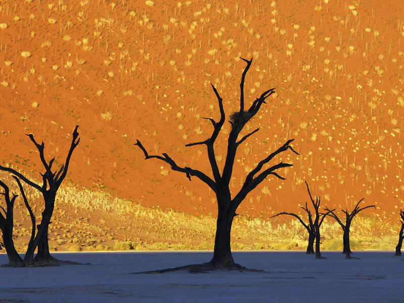 Dead Trees in Desert — Orange