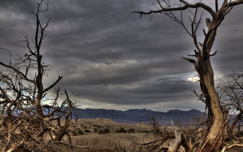 Dead Trees in Desert