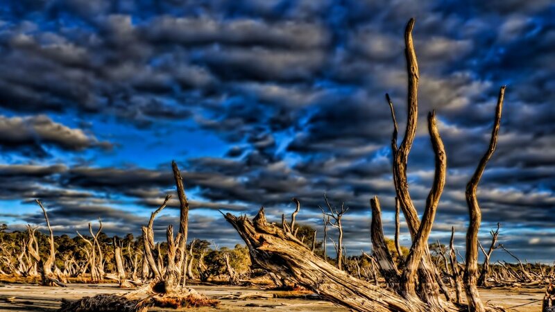 Dead Trees in Dry Landscape