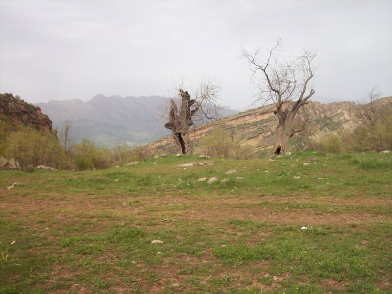 Dead Trees in Field