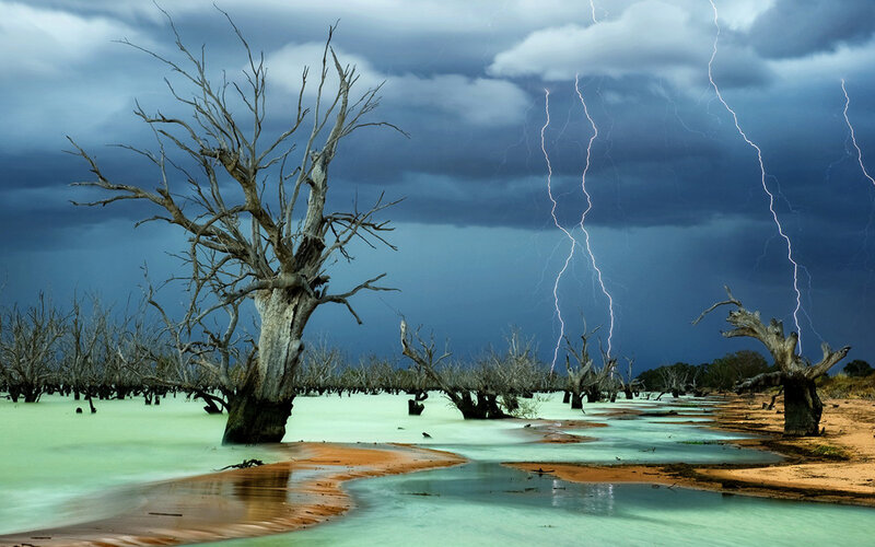 Dead Trees in Flood — Blue, Dramatic