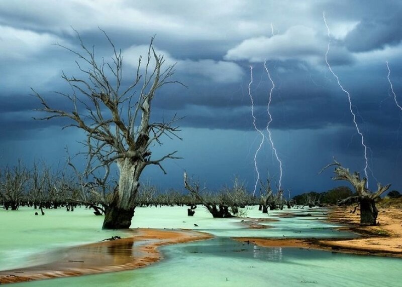 Dead Trees in Flood — Blue