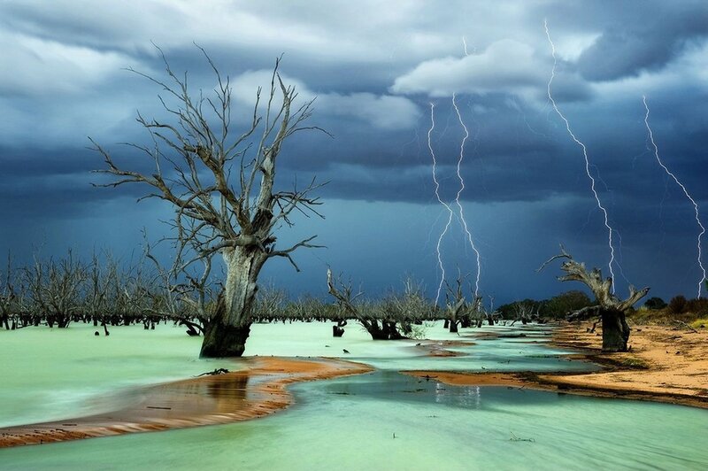 Dead Trees in Flood