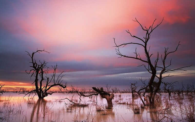 Dead Trees in Flooded Area — Pink