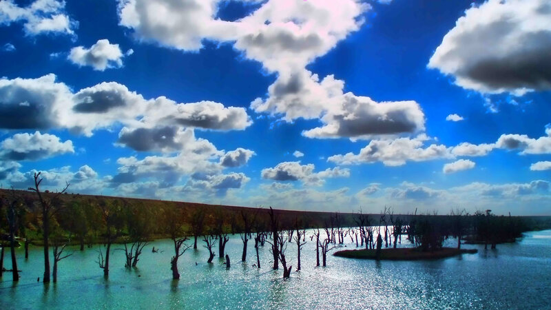 Dead Trees in Flooded Area