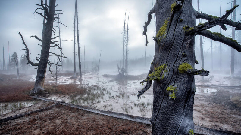 Dead Trees in Fog — Gray, Misty