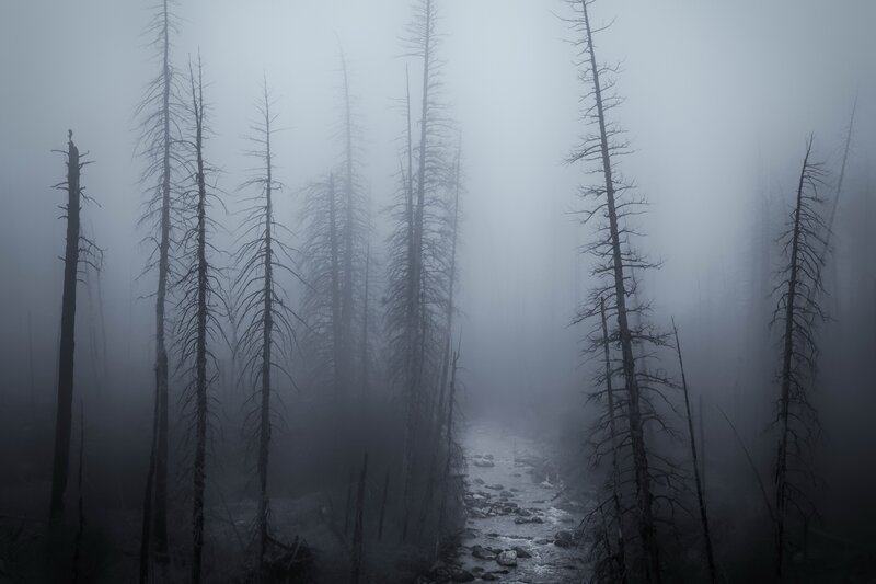 Dead Trees in Fog — Gray