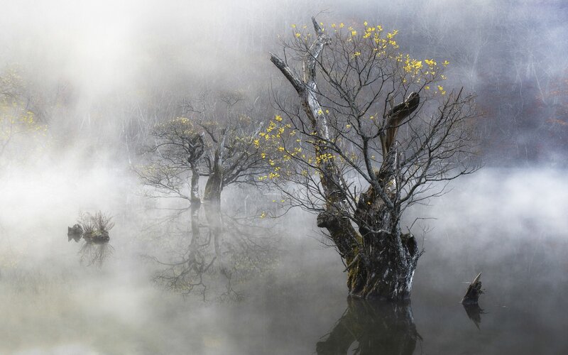 Dead Trees in Fog