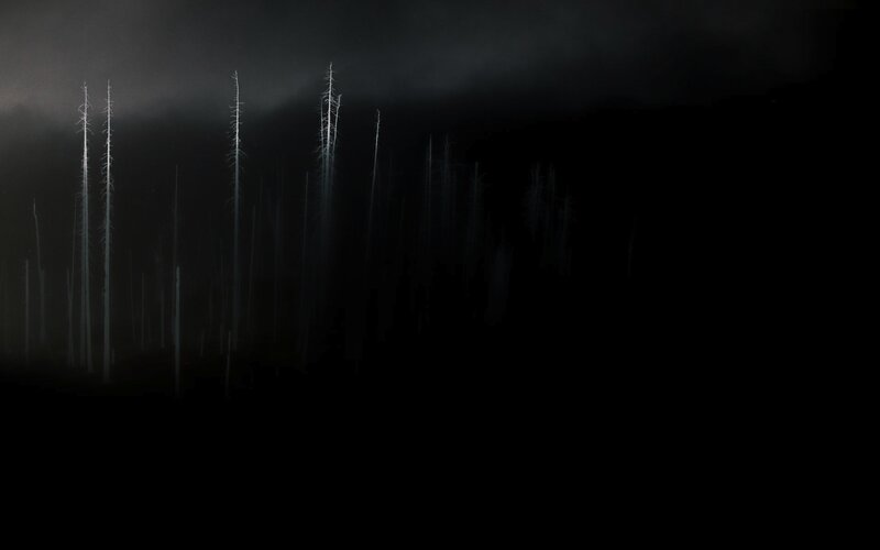 Dead Trees in Forest — Black, Dreary
