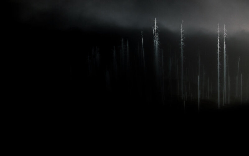 Dead Trees in Forest — Black