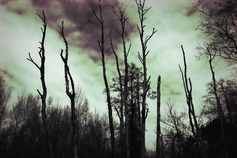 Dead Trees in Forest — Green, Dramatic, Photograph