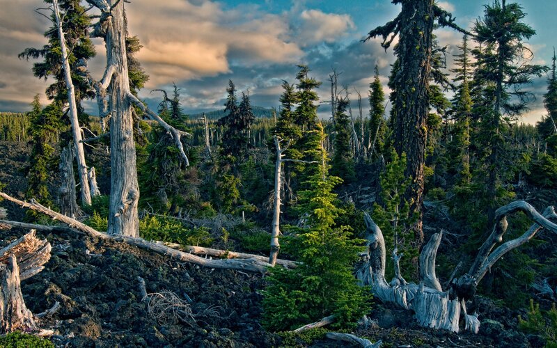 Dead Trees in Forest — Green, Dramatic, Sunset