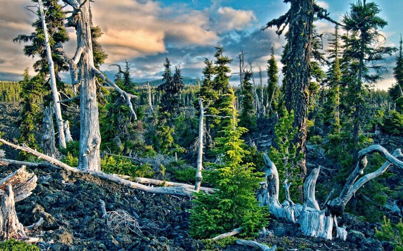Dead Trees in Forest — Green