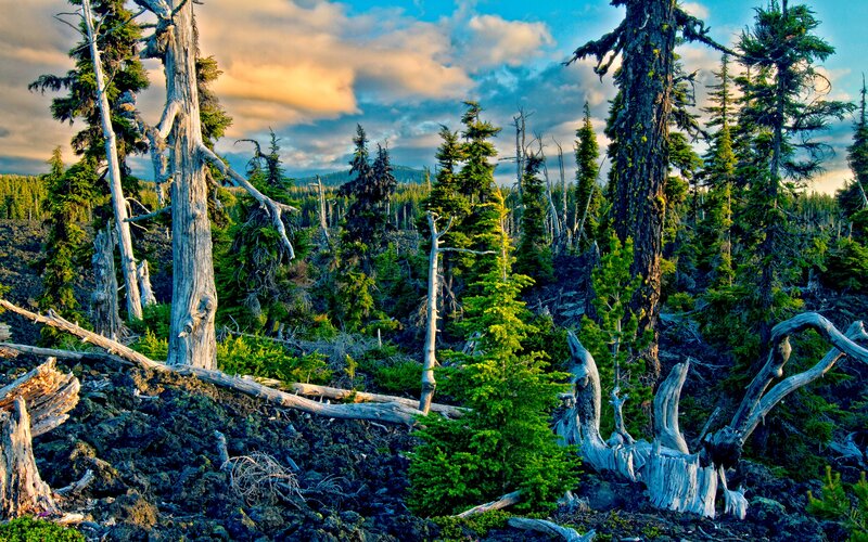 Dead Trees in Forest