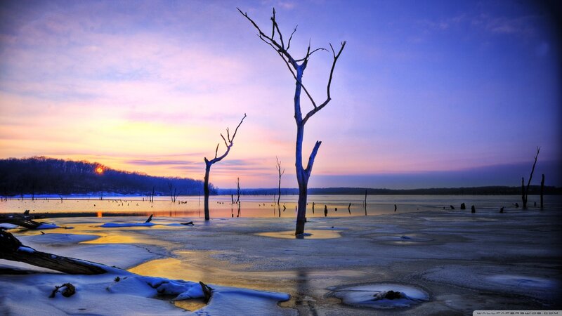Dead Trees in Frozen Lake — Blue