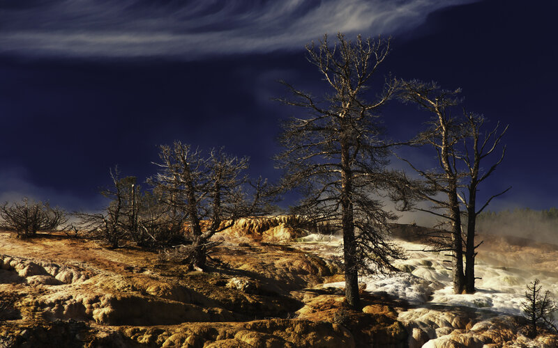 Dead Trees in Geothermal Area