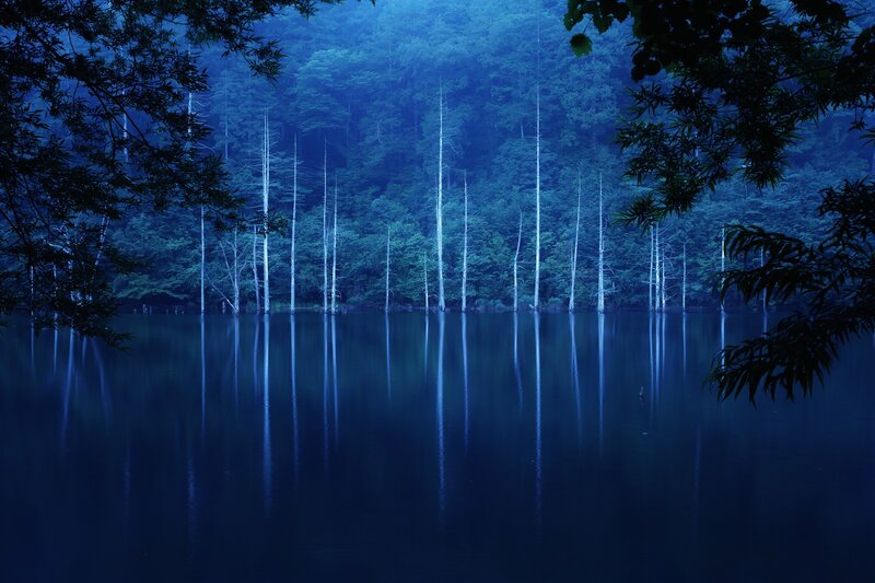 Dead Trees in Lake — Blue, Serene, Night, Photograph