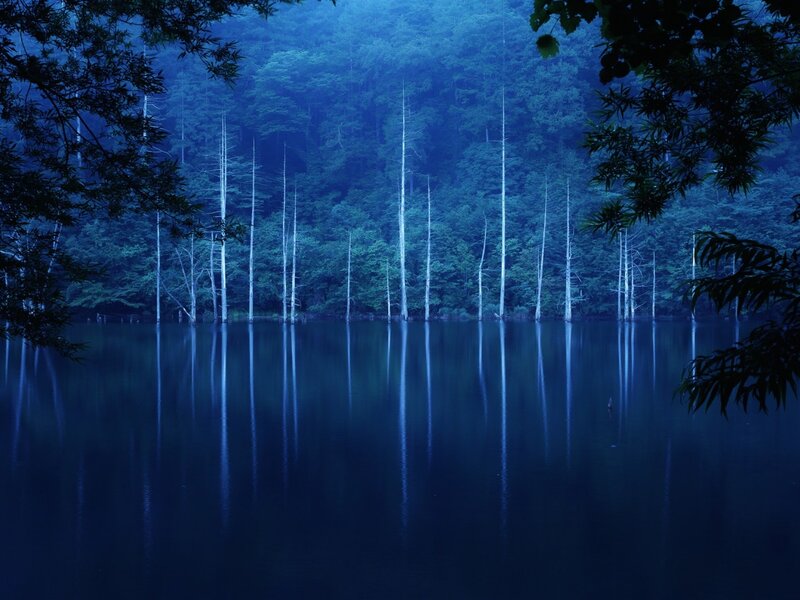 Dead Trees in Lake — Blue, Serene, Night