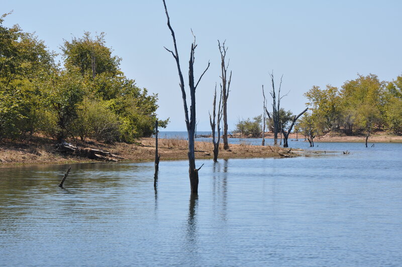 Dead Trees in Lake — Blue