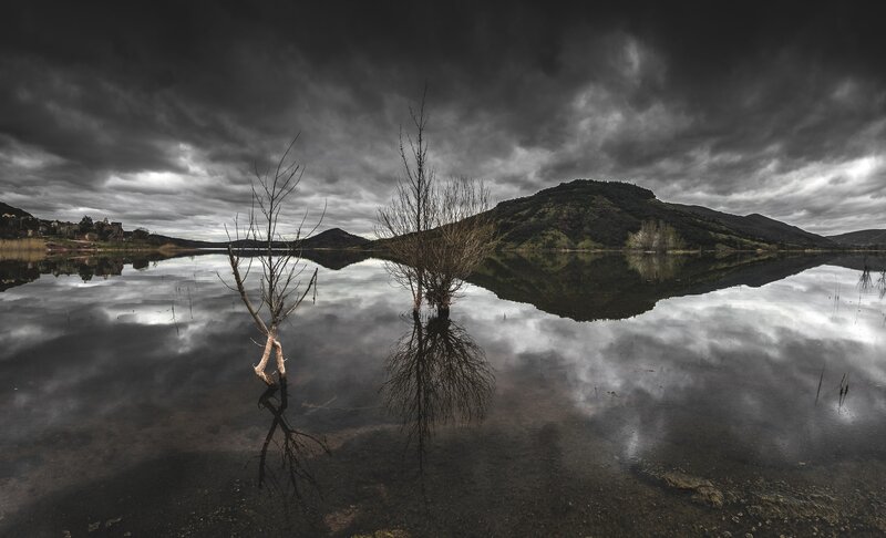 Dead Trees in Lake — Gray, Dramatic