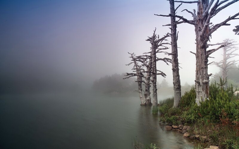 Dead Trees in Lake — Gray