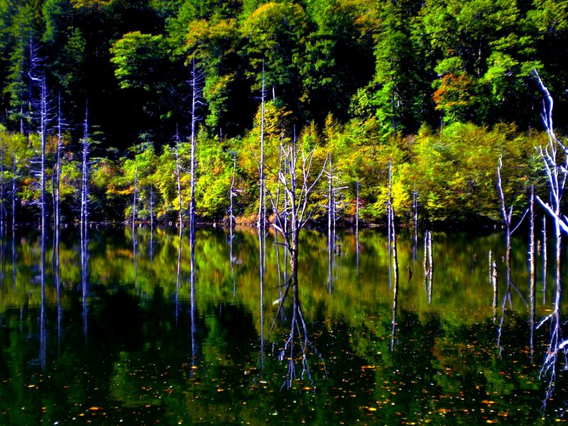 Dead Trees in Lake — Green, Serene, Autumn