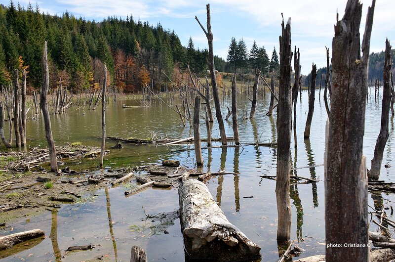 Dead Trees in Lake — Green, Serene