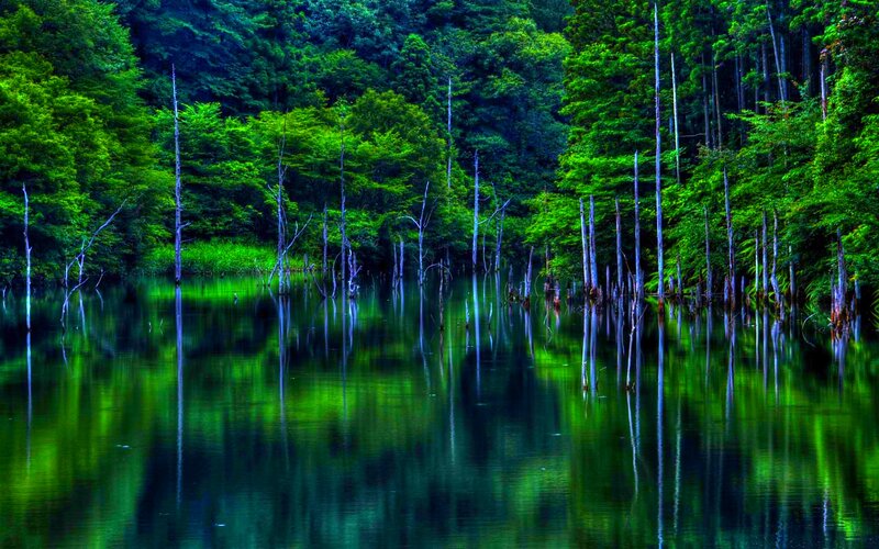 Dead Trees in Lake — Green