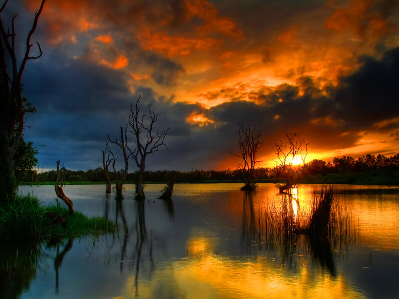 Dead Trees in Lake — Orange