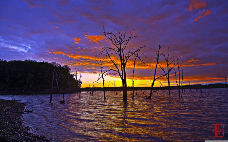 Dead Trees in Lake — Purple