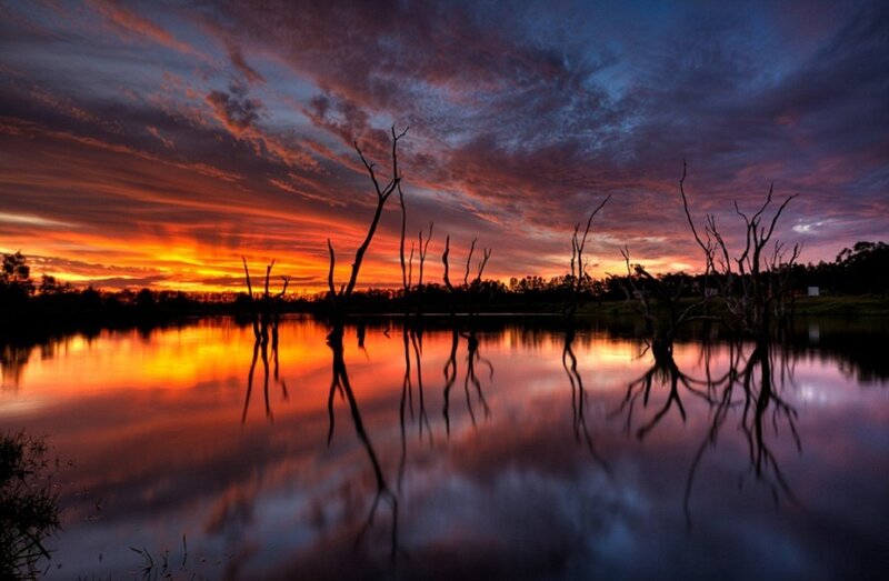 Dead Trees in Lake