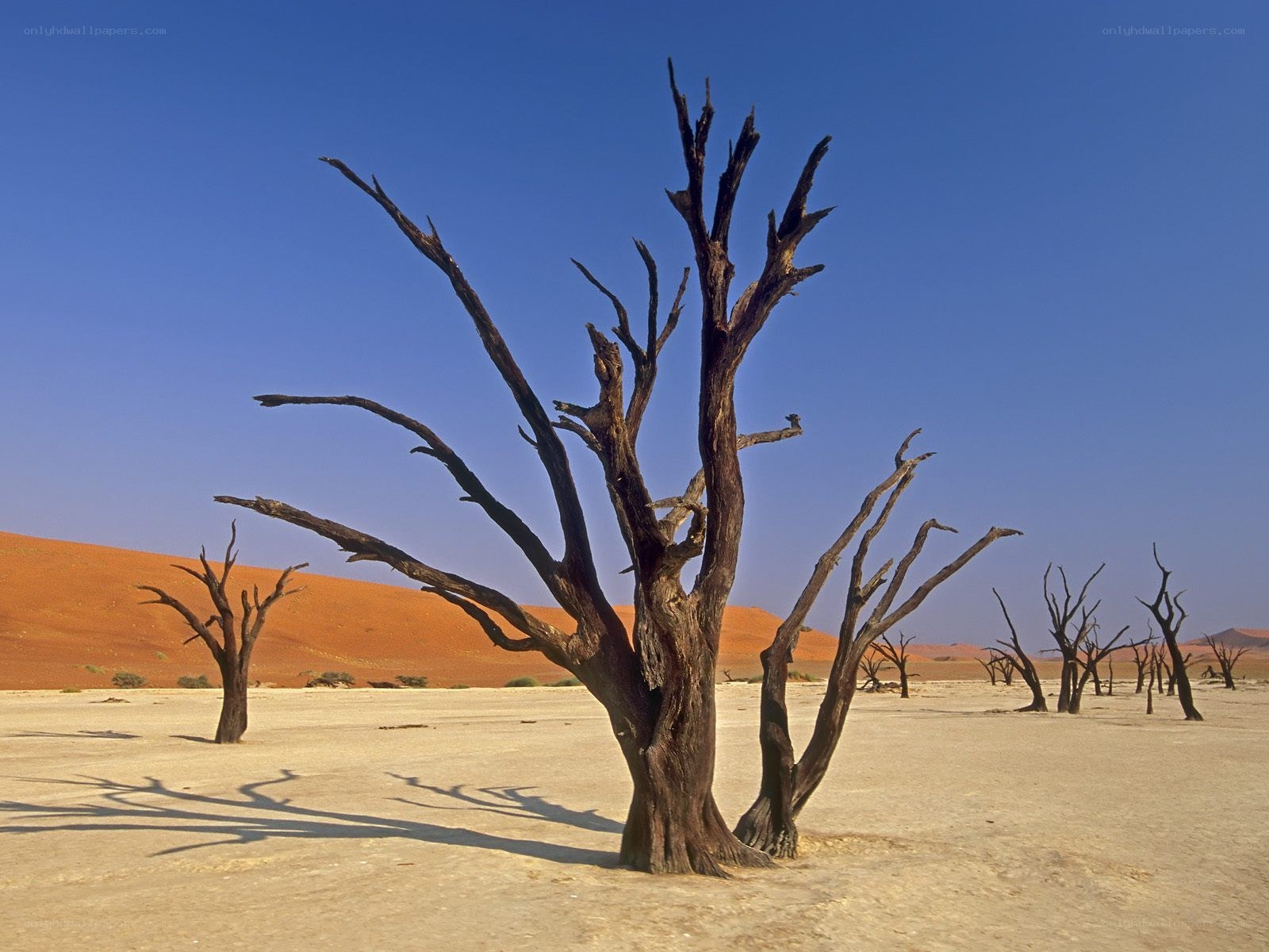Dead trees in Namib Desert