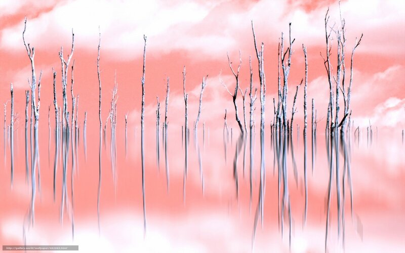 Dead trees in pink sky