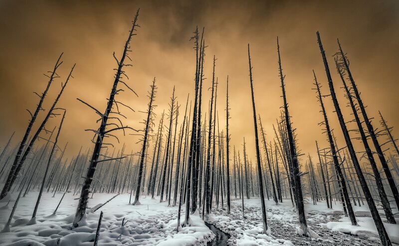 Dead Trees in Snow — Brown
