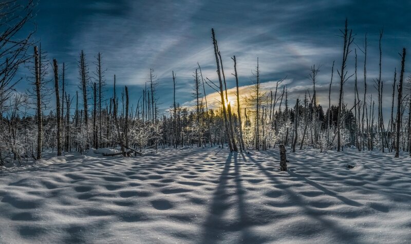 Dead Trees in Snow