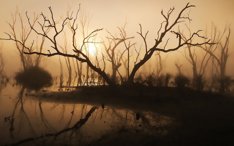 Dead Trees in Swamp — Brown, Somber