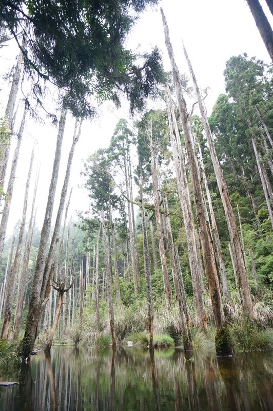 Dead Trees in Swamp — Green