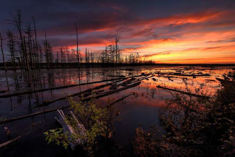 Dead Trees in Swamp — Orange