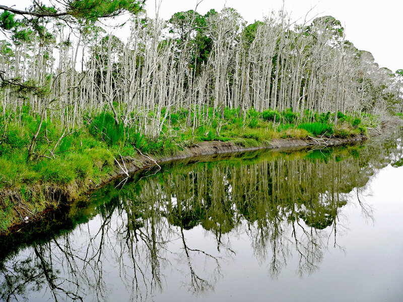 Dead Trees in Swamp