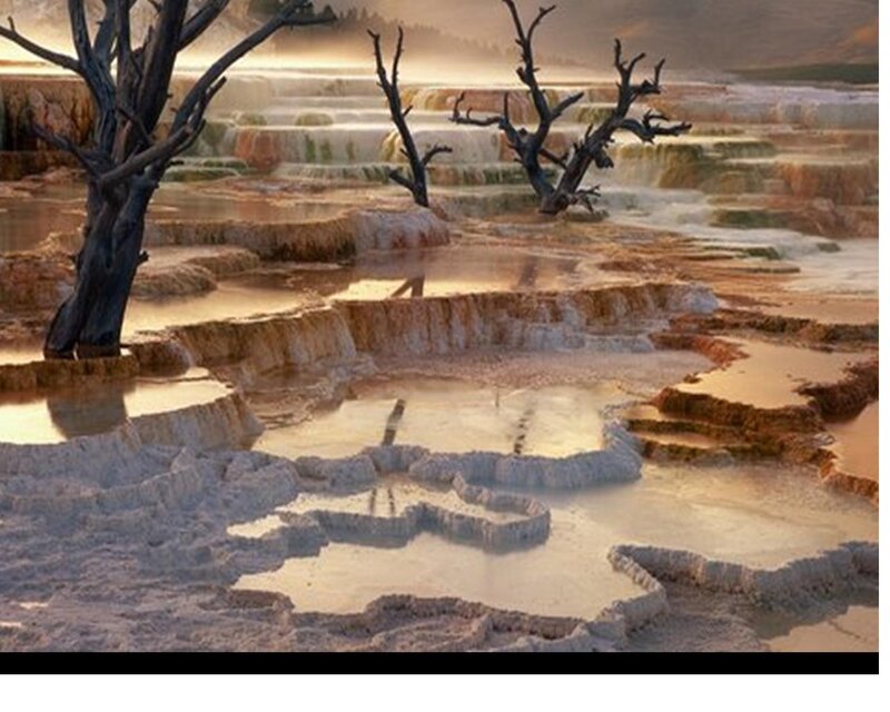 Dead Trees in Terraces