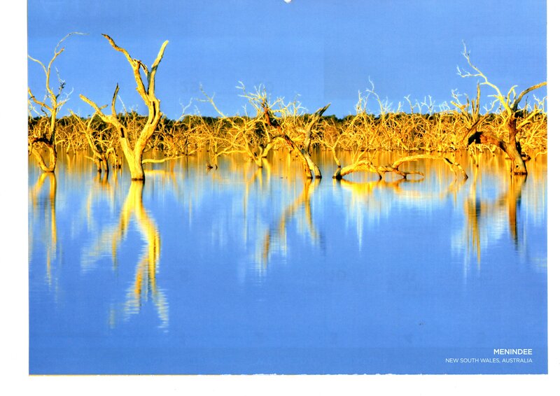 Dead Trees in Water — Blue, Serene, Afternoon