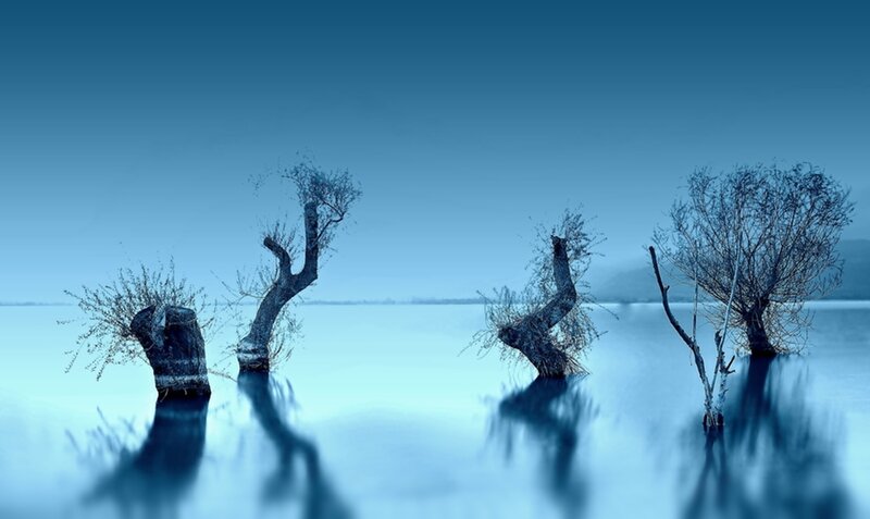 Dead Trees in Water — Blue, Serene, Photograph