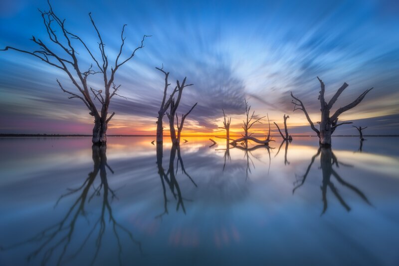 Dead Trees in Water — Blue, Serene, Sunset, Photograph