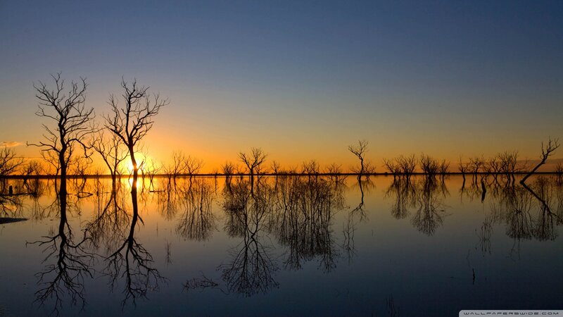 Dead Trees in Water — Blue, Serene