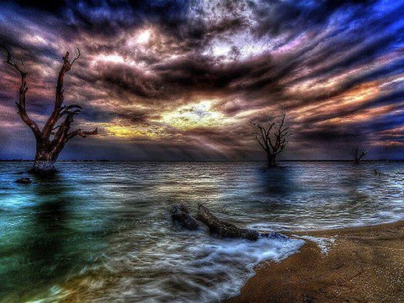 Dead Trees in Water — Blue